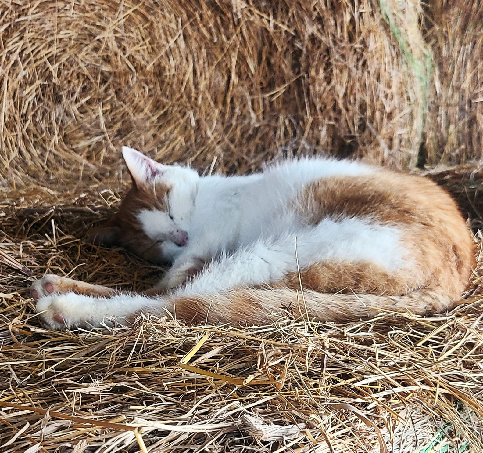 Barn cat sleeping on hay