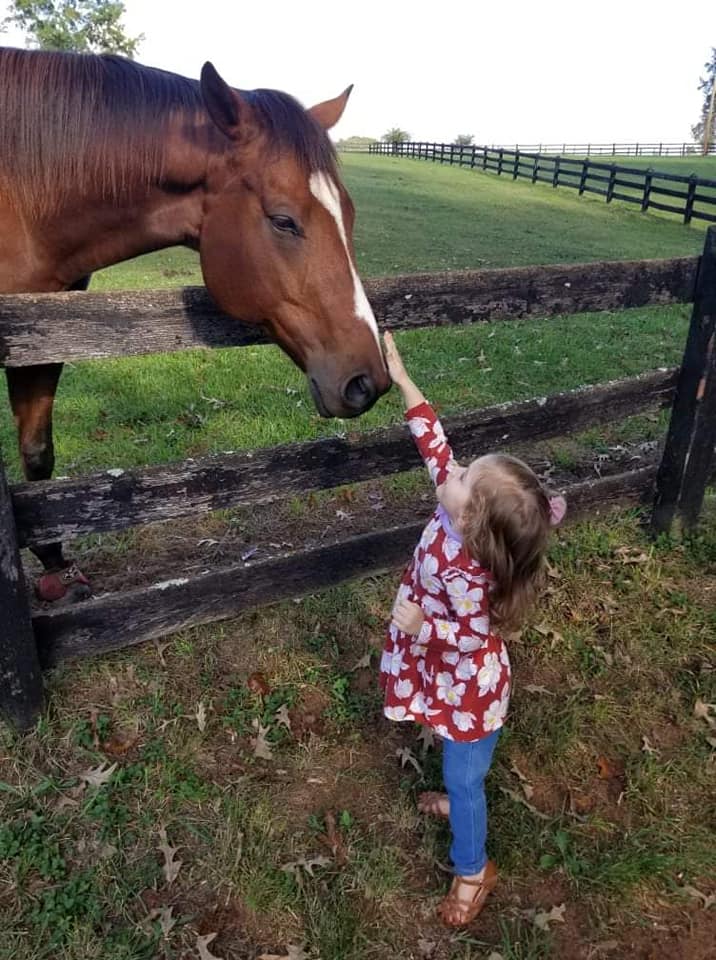 Little girl reaches up to touch horse's nose
